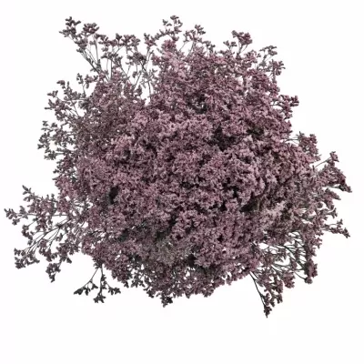 Limonium PIUMA PINK TOUCH 50cm/30g