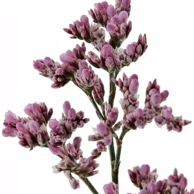 Limonium PIUMA PINK TOUCH 50cm/30g