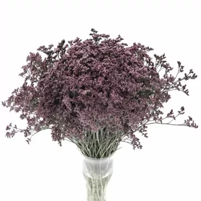 Limonium PIUMA PINK TOUCH 50cm/30g