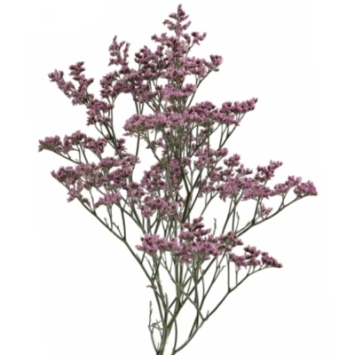 Limonium PIUMA PINK TOUCH 75cm/60g