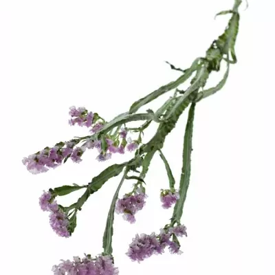 Limonium S CRYSTAL PINK 80cm/50g