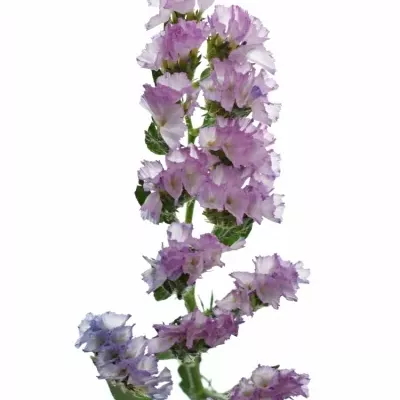 Limonium S CRYSTAL PINK 80cm/50g