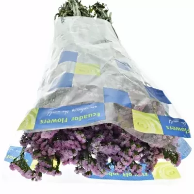 Limonium S CRYSTAL PINK 80cm/50g