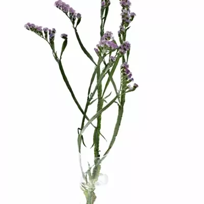 Limonium S CRYSTAL PINK 80cm/50g