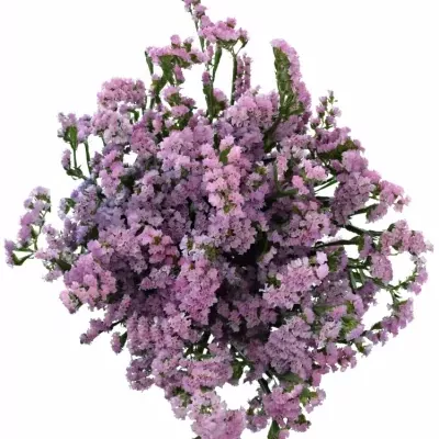 Limonium S CRYSTAL PINK 80cm/50g