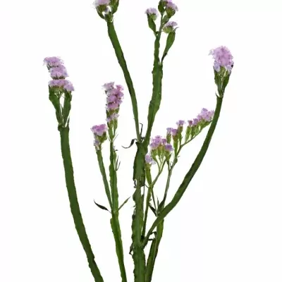 Limonium S CRYSTAL PINK 80cm/50g