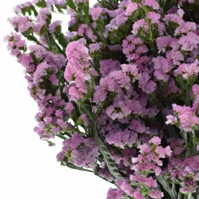 Limonium S CRYSTAL PINK 80cm/50g