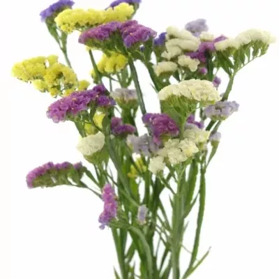 LIMONIUM S MIX 