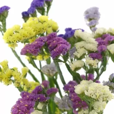 LIMONIUM S MIX 