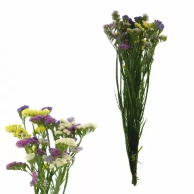 LIMONIUM S MIX 