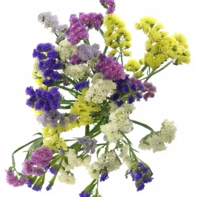 LIMONIUM S MIX 