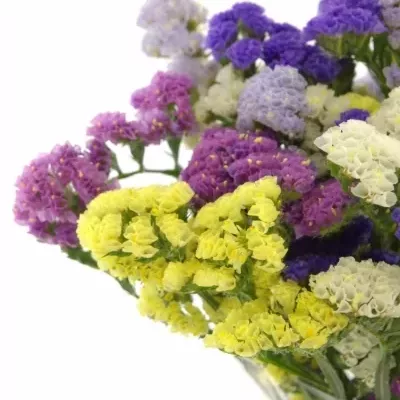 LIMONIUM S MIX 