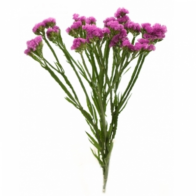 Limonium S RASPBERRY WINGS 50cm/30g