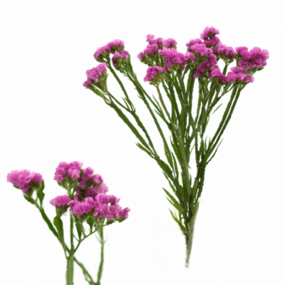 Limonium S RASPBERRY WINGS 50cm/30g