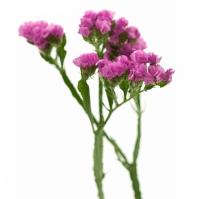 Limonium S RASPBERRY WINGS 50cm/30g