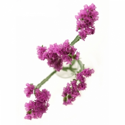 Limonium S RASPBERRY WINGS 50cm/30g