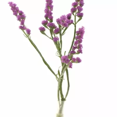 LIMONIUM S ROSA SUN BIRDS 70cm/33g 