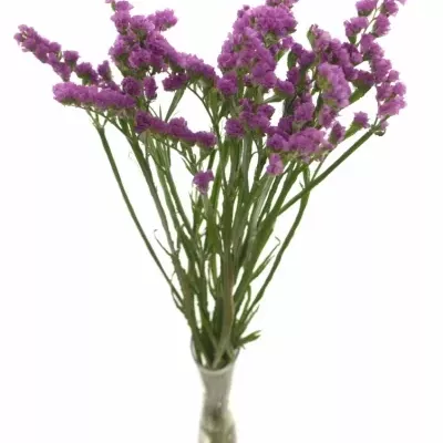 LIMONIUM S ROSA SUN BIRDS 70cm/33g 