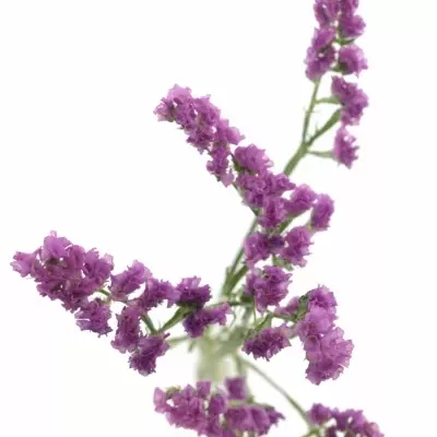 LIMONIUM S ROSA SUN BIRDS 70cm/33g 