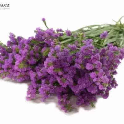 LIMONIUM S ROSA SUN BIRDS 70cm/33g 