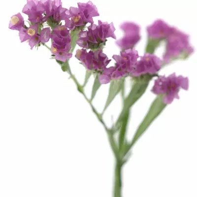 LIMONIUM S ROSA SUN BIRDS 70cm/33g 