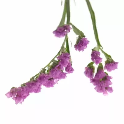 LIMONIUM S ROSA SUN BIRDS 70cm/33g 