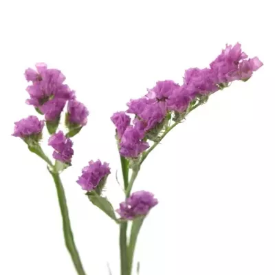 LIMONIUM S ROSA SUN BIRDS 70cm/33g 