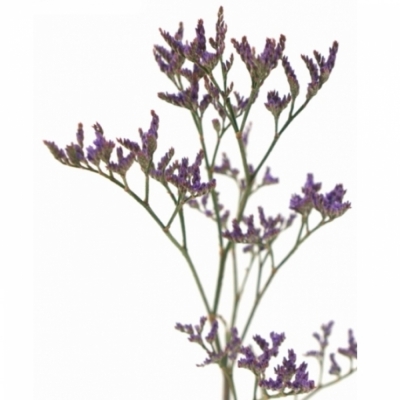 LIMONIUM SAFORA DARK BLUE 60cm/20g 