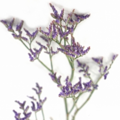 LIMONIUM SAFORA DARK BLUE 60cm/20g 