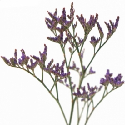 LIMONIUM SAFORA DARK BLUE 60cm/20g 