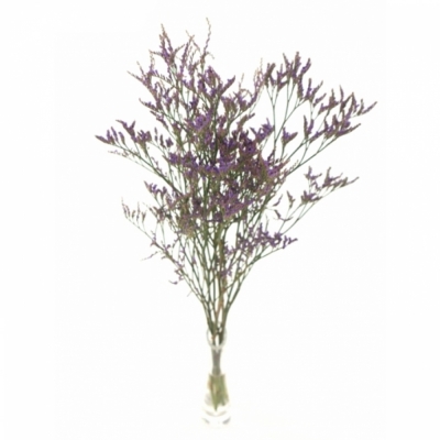 LIMONIUM SAFORA DARK BLUE 60cm/20g 