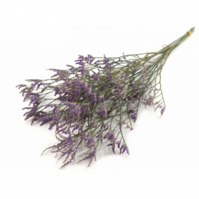 LIMONIUM SAFORA DARK BLUE 60cm/20g 