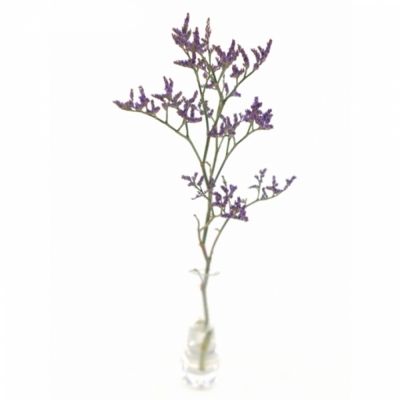 LIMONIUM SAFORA DARK BLUE 60cm/20g 