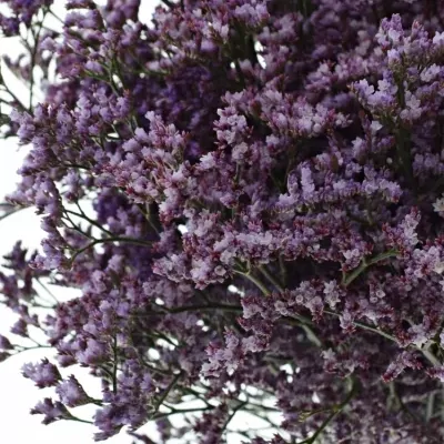 LIMONIUM SAFORA LILAC 60cm/25g