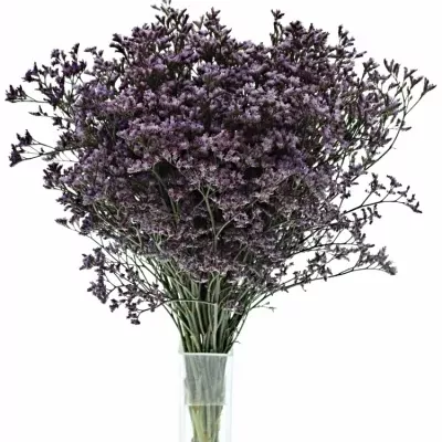 LIMONIUM SAFORA LILAC 60cm/25g