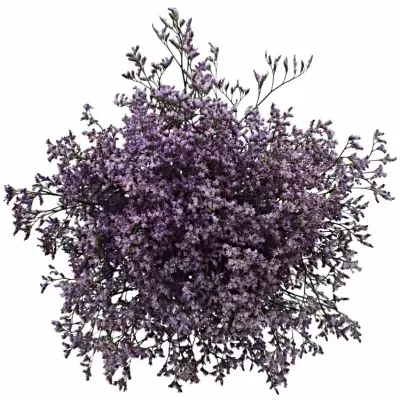 LIMONIUM SAFORA LILAC 60cm/25g