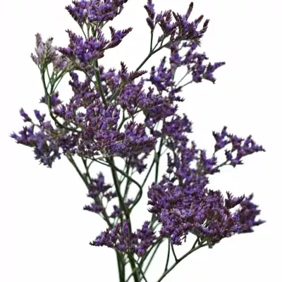 LIMONIUM SAFORA LILAC 60cm/25g