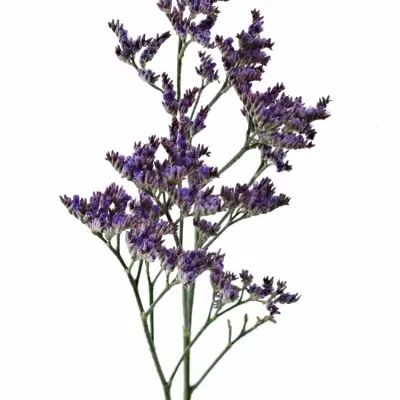 LIMONIUM SAFORA LILAC 60cm/25g