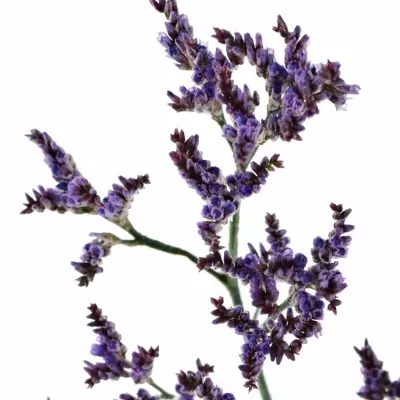 LIMONIUM SAFORA LILAC 60cm/25g