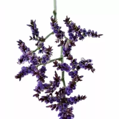 LIMONIUM SAFORA LILAC 60cm/25g