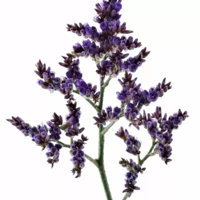 LIMONIUM SAFORA LILAC 60cm/25g