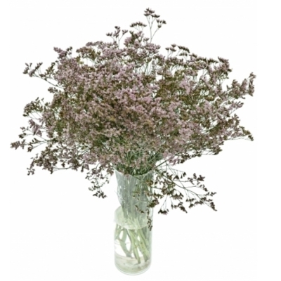 Limonium SAFORA OSHI PINK