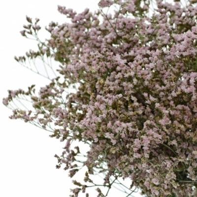 Limonium SAFORA OSHI PINK