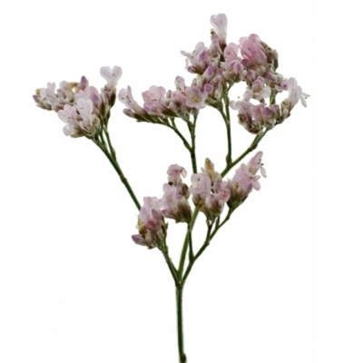 Limonium SAFORA OSHI PINK