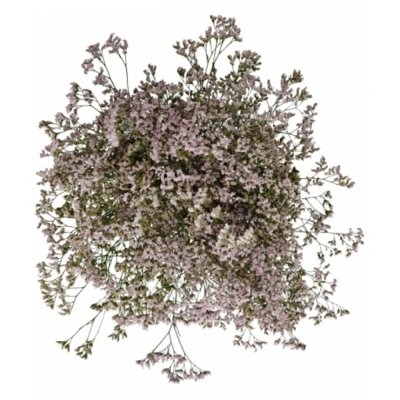 Limonium SAFORA OSHI PINK