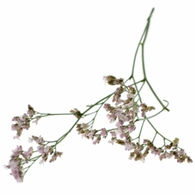 Limonium SAFORA OSHI PINK