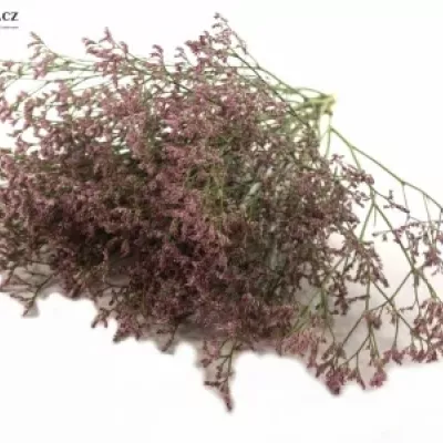 LIMONIUM SAFORA ROSY PINK 60cm/35g 