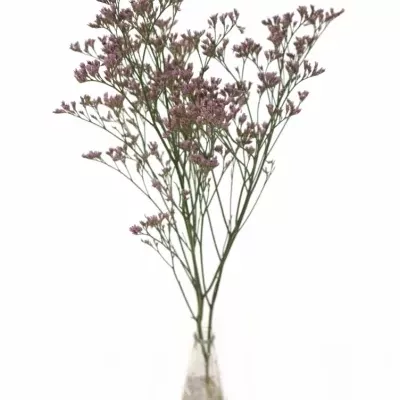 LIMONIUM SAFORA ROSY PINK 60cm/35g 