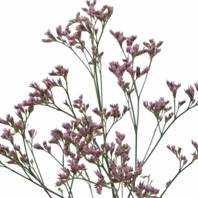 LIMONIUM SAFORA ROSY PINK 60cm/35g 