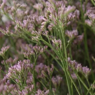 LIMONIUM SAFORA ROSY PINK 60cm/35g 